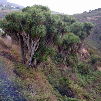 Fastenwandernabenteuer La Palma  Begegnung mit 800 jhrigen Drachenbumen