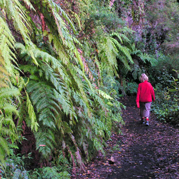 Fasten und wandern auf La Palma  Im Regenwald von Los Tilos bei Los Sauces