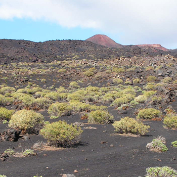 Fastenwandern und Abenteuer auf La Palma  Wstenartige Landschaft auf der Vulkanroute